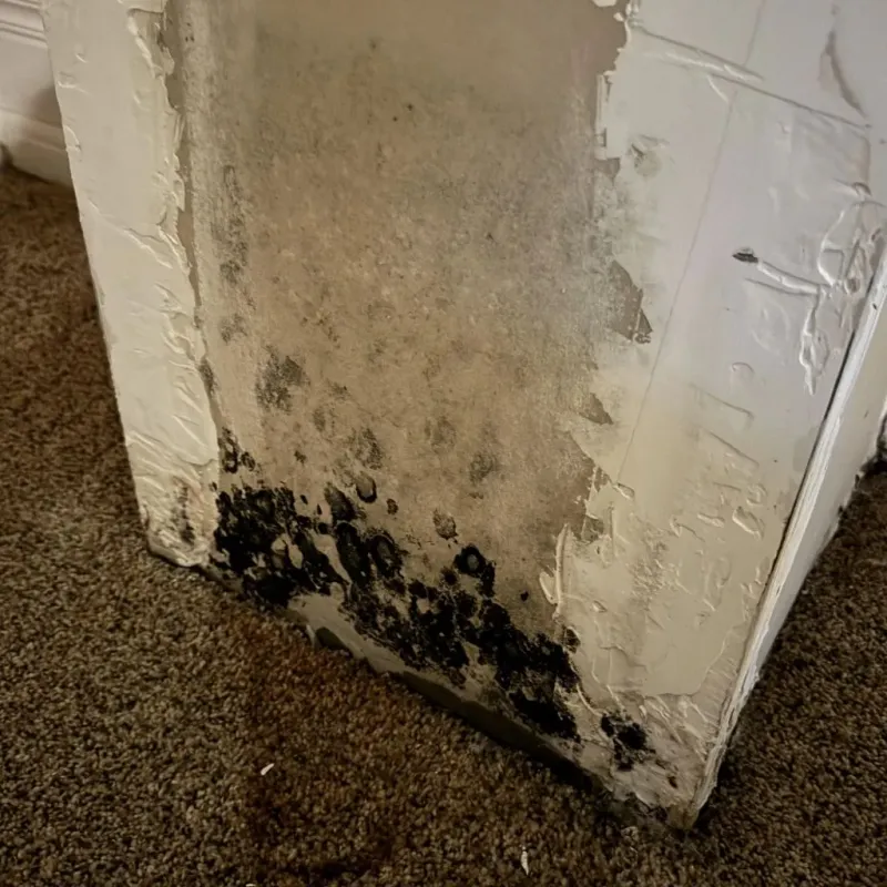 Professional Mold Removal in Brushy Creek, TX